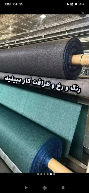 شید راشل